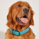 Dog Collar Factory - Real Cow Leather Waterproof Neoprene