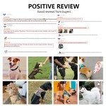 Dog Leash Factory - Soft Handle 5ft Slip Lead Nylon