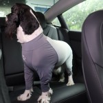 Pet Protective Coat Factory - Modern Simple Breathable Washable