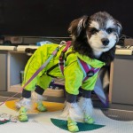 Pet Raincoat Factory - Luxury Simple Waterproof Fully Embossed