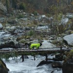 Dog Raincoat Supplier - New Version Lightweight Four-Legged