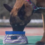 Pet Travel Bowl Supplier - Eco-Friendly Reflective Magnet Folding