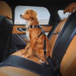 Dog Seat Belt Manufacturer - Adjustable Nylon Solid Pattern