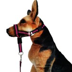 Dog Muzzle Supplier - Reflective Adjustable Neoprene Padded