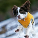 Dog Vest Manufacturer - Autumn Winter Smile Bomb Anti-Static