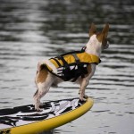 Dog Life Jacket Factory - Custom Small Ergonomic Flotation