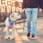 Dog Harness Vest Manufacturer - Hot Selling Breathable Mesh Lining