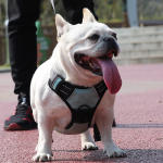 Pet Harness Factory - Custom PU Leather Waterproof Reflective