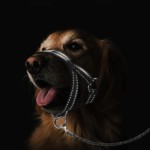 Dog Muzzle Supplier - Reflective Adjustable Neoprene Padded