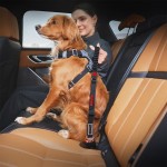 Pet Seat Belt Supplier - Shock Absorbing Zero Shock Restraint
