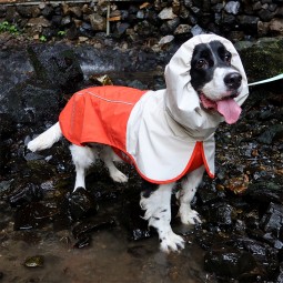 Dog Raincoat Manufacturer - New Hardshell Waterproof Windproof