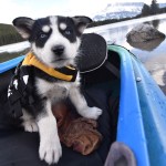 Dog Life Jacket Factory - Custom Small Ergonomic Flotation