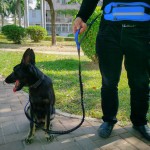 Dog Bungee Leash Factory - Hand Free Waist Bag Multifunctional