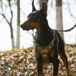 Pet Harness Vest Supplier - Hot Selling Molle System Training