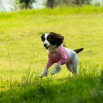 Pet Sunsuit Supplier - Modern Summer Cool Feeling Full Package