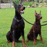 Dog Muzzle Supplier - Reflective Adjustable Neoprene Padded