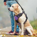 Dog Training Harness Factory - Custom Tactical Reflective Handle