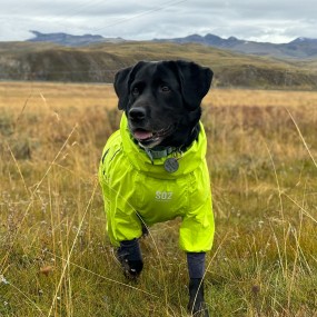 Dog Raincoat Manufacturer - Luxurious Classic Lightweight Pressed