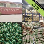 Cat Licking Toy Factory - Natural Edible Wall Sticker Vitamin