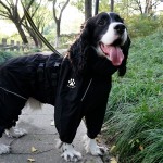 Pet Raincoat Factory - SMILE BOMB Luxury Simple Four-Legged