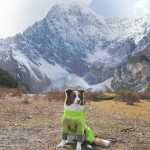 Dog Raincoat Manufacturer - Luxurious Classic Lightweight Pressed