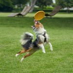 Dog Flying Disc Supplier - Custom Rubber Disk Bite Resistant Interactive