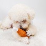 Dog Squeaky Toy Manufacturer - Funny Chicken Leg Shaped Plush Toy Wholesale