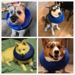 Pet Protective Cone Manufacturer - Soft PVC Recovery Collar Anti-bite
