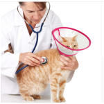 Pet Recovery Collar Supplier - Adjustable Candy Color Protective Collar