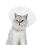 Dog Leash Supplier - Custom Print Nylon Automatic Retractable Training