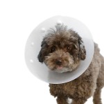 Dog Leash Supplier - Custom Print Nylon Automatic Retractable Training