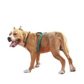 Dog Training Leash Supplier - Durable No Pulling Nylon Rope