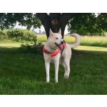 狗救生背心供应商-幼犬连帽安全猎人