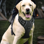 狗背带厂家-新款大型狗天鹅绒反光胸带