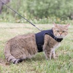 猫背带供应商-黑色空气网眼可调带绳