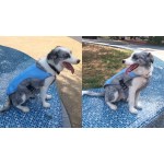 狗降温背心工厂-可调紫外线衬衫户外训练