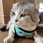 宠物背带工厂-定制设计师豪华可调加垫