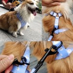 Dog Collar Set Factory - Adjustable Leash Lightweight Breathable Custom