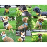 Dog Collar Set Factory - Adjustable Leash Lightweight Breathable Custom