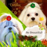 Pet Grooming Bows Supplier - Promotional Wholesale Colorful Floral Bow