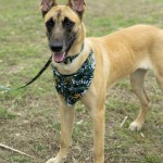 Dog Collar Set Factory - Fully Adjustable Metal Buckle Print Pattern