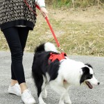 Retractable Leash Manufacturer - Customized Color Pattern Leather Free