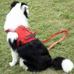 Dog Collar Set Factory - Customized Color Luxury Lead Leash Hardware