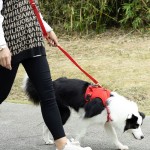 Dog Collar Set Factory - Fully Adjustable Metal Buckle Print Pattern