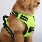 Retractable Leash Manufacturer - Customized Color Pattern Leather Free