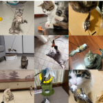 飞猫玩具工厂-2025新款互动逗猫棒