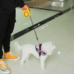 Dog Harness Manufacturer - YS Wholesale Multi-Colors 3M 5M No Pull