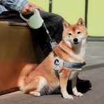 Retractable Dog Leash Factory - YOSHI 5M Walking Automatic Traction Rope