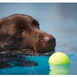 Dog Chew Toys Factory - Free Custom Logo Eco-Friendly Rubber Tennis Balls