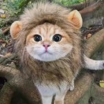 Pet Costume Hat Manufacturer - Petdom Cute Lion Hat Halloween Christmas